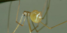 belisana