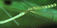 calapnita