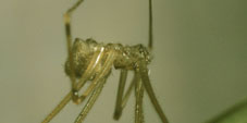 physocyclus