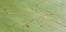 leptopholcus1