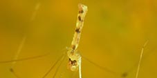 leptopholcus