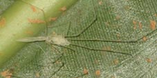 leptopholcus