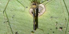 leptopholcus