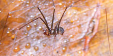 mesabolivar