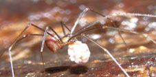 mesabolivar