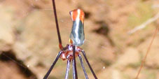 mesabolivar