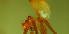 mesabolivar2