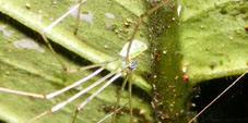 mesabolivar