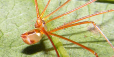 mesabolivar