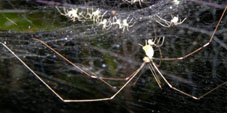 mesabolivar