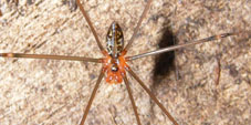 mesabolivar