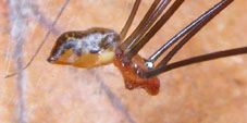 mesabolivar