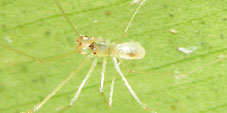 metagonia