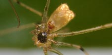 metagonia