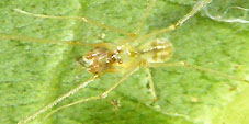 metagonia