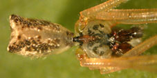 metagonia