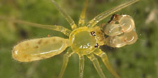 metagonia
