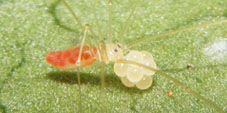 metagonia