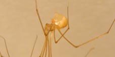 micropholcus