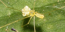 nyikoa