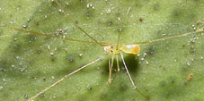 nyikoa