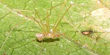 quamtana