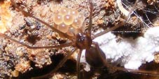 spermophora