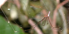 tainonia1