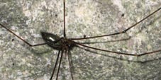 tainonia