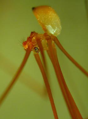mesabolivar