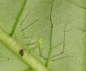 modisimus