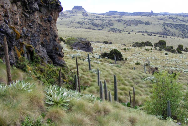 mtkenya