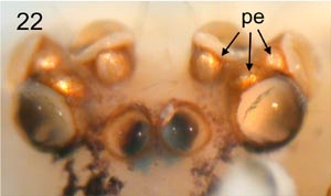 crossopriza