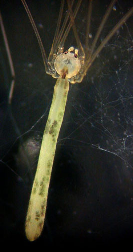 Leptopholcus from South Africa