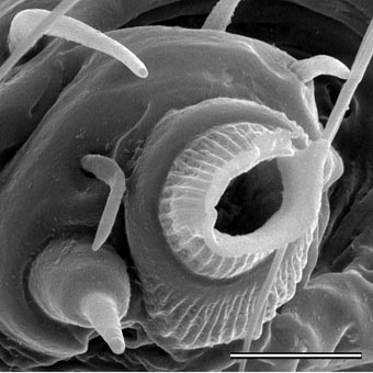 east_african_spermophora