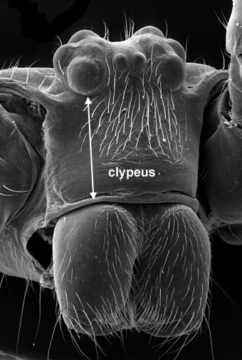 clypeus
