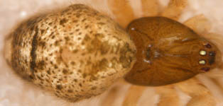 Achaearanea tepidariorum - female (c) Schumacher/Kuhlen