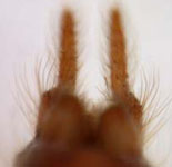 Agelena gracilens - spinnerets (c) Schwarzer