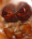 Agelena labyrinthica - chelicerae (c) Schwarzer