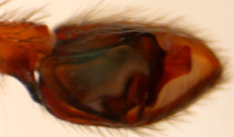 Agrocea brunnea - male palp (c) Gebert