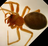 Allomengea vidua - habitus (c) Mueller