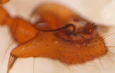 Allomengea vidua - male palp (c) Linke/Borggrefe