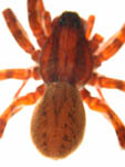 Alopecosa pulverulenta - habitus (c) Mpangara