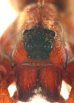 Alopecosa pulverulenta - prosoma frontal (c) Mpangara