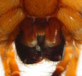 Amaurobius fenestralis - chelicerae (c) Theine