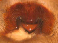 Amaurobius ferox - epigynum (c) Gebert
