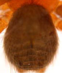 Antistea elegans - opisthosoma (c) Struebing, Arndts