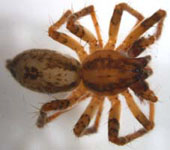 Anyphaena accentuata - habitus male (c) Ziewer