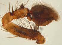 Anyphaena accentuata - palp (c) Rsel & Vollmer