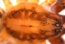 Anyphaena accentuata - carapace (c) Ziewer